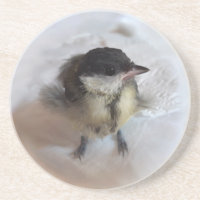 Tidi my Bird the Parus Major