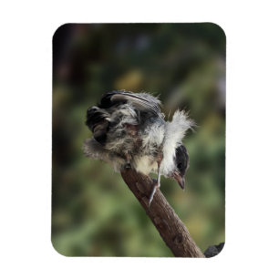 Tidi my Bird the Parus Major Magnet