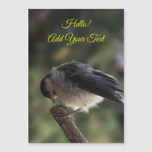 Tidi my Bird the Parus Major Magnetic Card