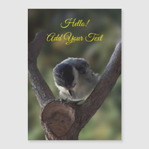 Tidi my Bird the Parus Major Magnetic Card