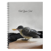 Tidi my Bird the Parus Major