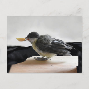 Tidi my Bird the Parus Major Postcard