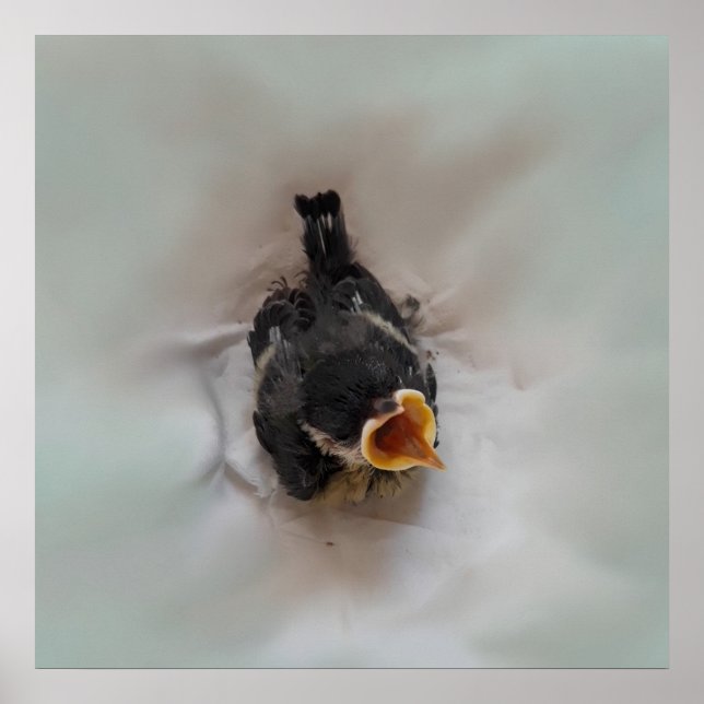 Tidi my Bird the Parus Major Poster (Front)
