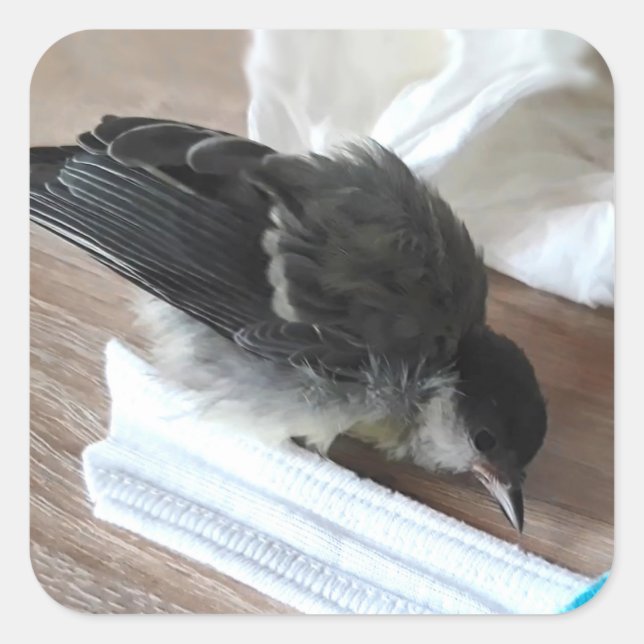 Tidi my Bird the Parus Major Square Sticker (Front)