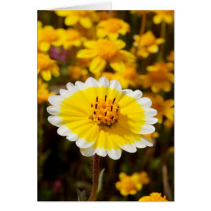 Tidy Tip Wildflowers