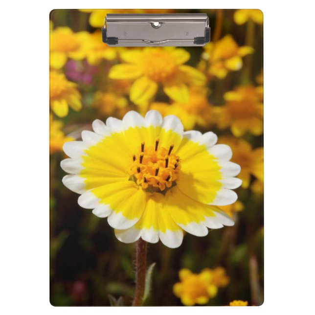 Tidy Tip Wildflowers Clipboard (Front)