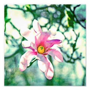 Tiffany Magnolia Photo Print