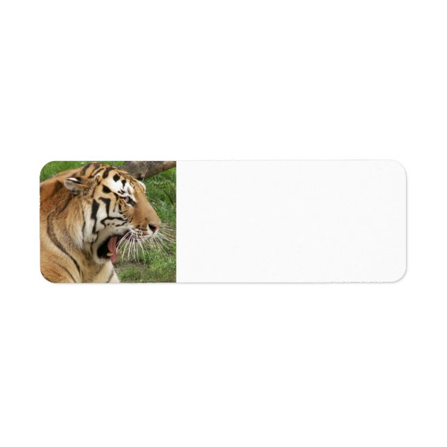 Tiger (Front)
