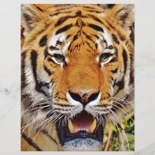 Tiger (Front)