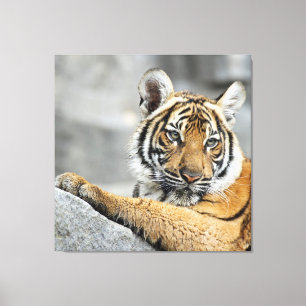 Tiger016 Canvas Print