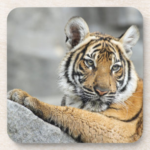 Tiger016 Coaster