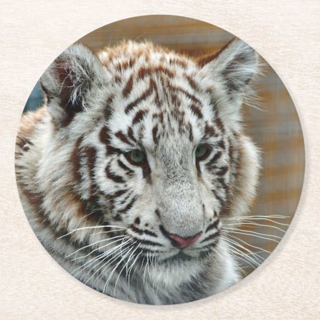 Tiger20151001 Round Paper Coaster (Front)