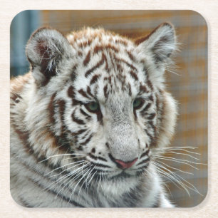 Tiger20151001 Square Paper Coaster