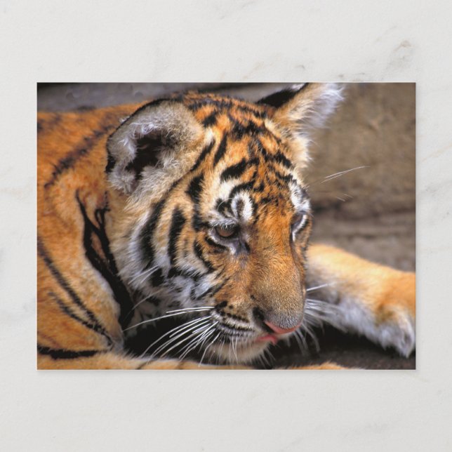 Tiger38 Postcard (Front)
