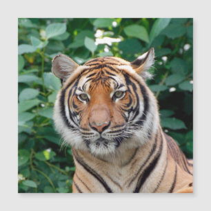 Tiger 001