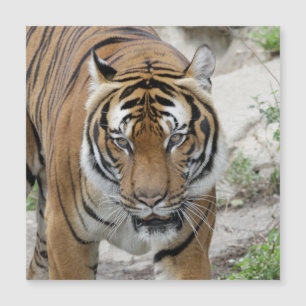 Tiger_001