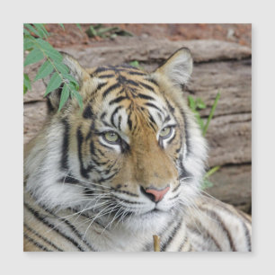 Tiger_002