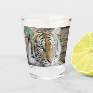 Tiger_002 Shot Glass