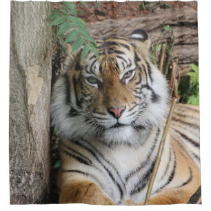 Tiger 005