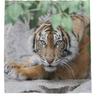 Tiger 008