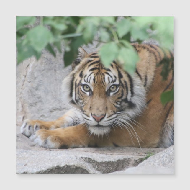 Tiger 008 (Front)