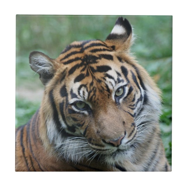 Tiger 012 tile (Front)