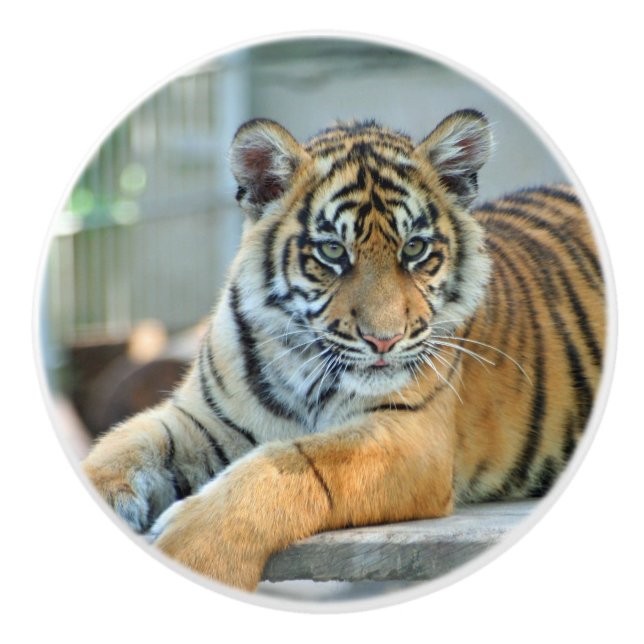 Tiger 034 ceramic knob (Front)