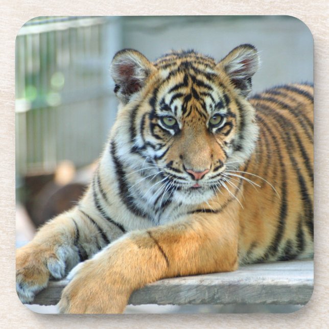 Tiger 034 coaster (Front)