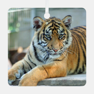 Tiger 034 metal ornament