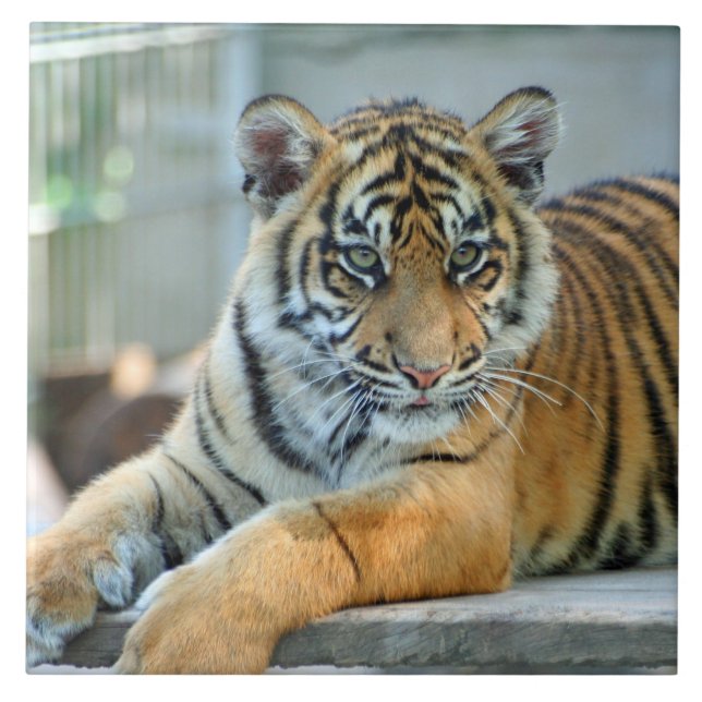 Tiger 034 tile (Front)