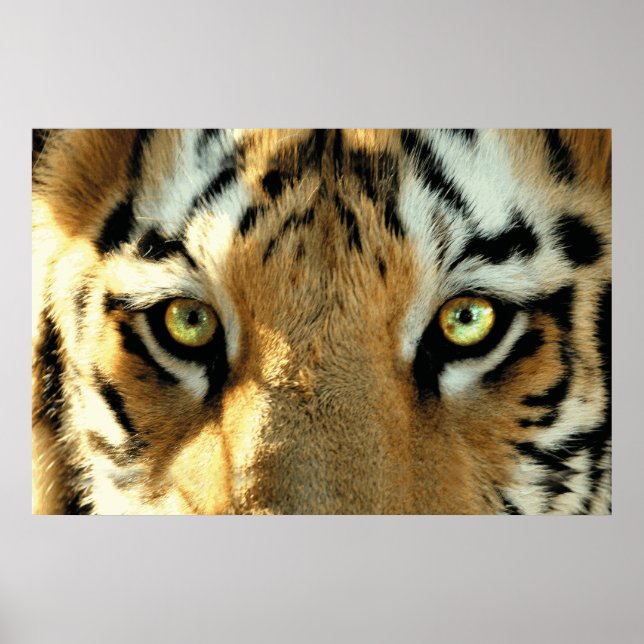 Tiger 1 - Poster (Front)