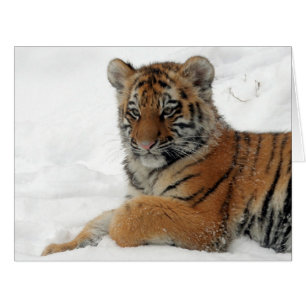 Tiger_2015_0101