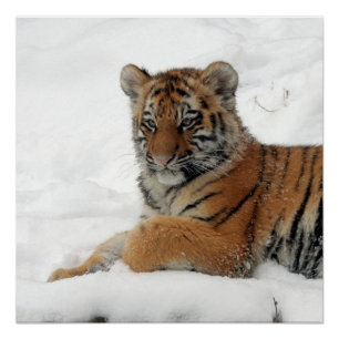 Tiger_2015_0101 Poster