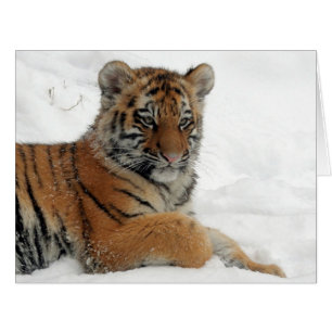 Tiger_2015_0102