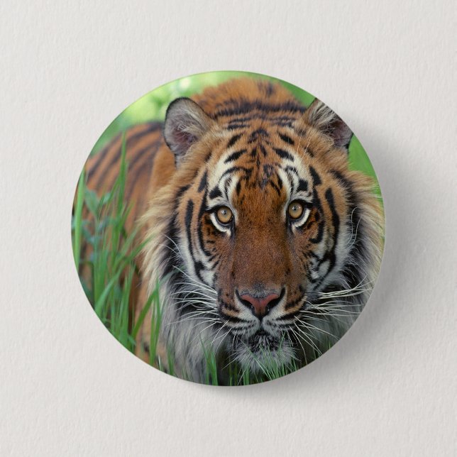 Tiger 2 Inch Round Button (Front)