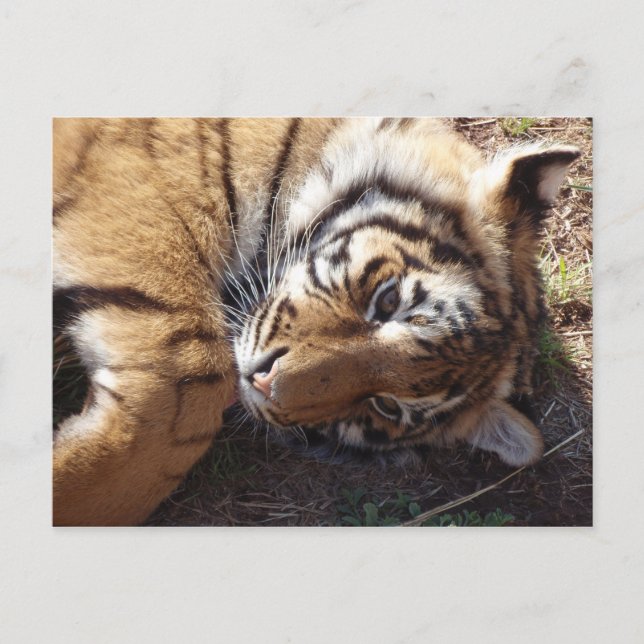 Tiger 2 postcard (Front)