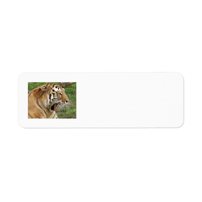 Tiger Address Labels (Front)