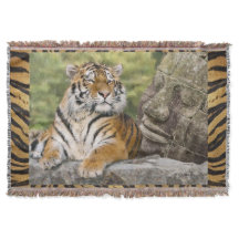 Tiger and Buddah