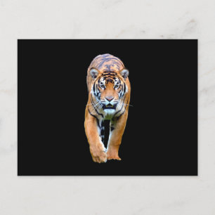 Tiger animal postcard