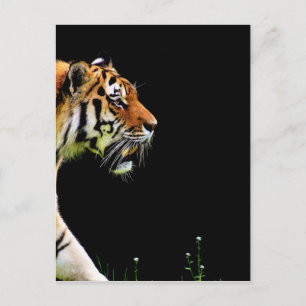 Tiger Approaching - Wild Animal Artwork Postcard