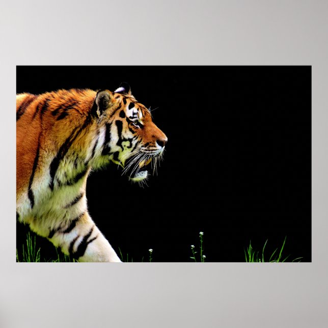 Tiger Approaching - Wild Animal Artwork Poster (Front)