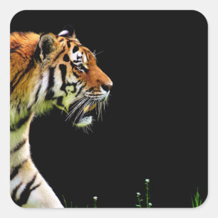Tiger Approaching - Wild Animal Artwork Square Sticker