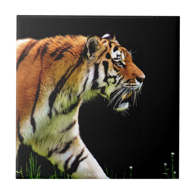 Tiger Approaching Wild Animal Photography Artwork Tile (Front)
