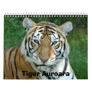 Tiger_Aroara012, Tiger Auroara Calendar