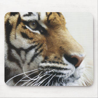 Tiger. Asahiyama Zoo, Hokkaido, Japan Mouse Pad