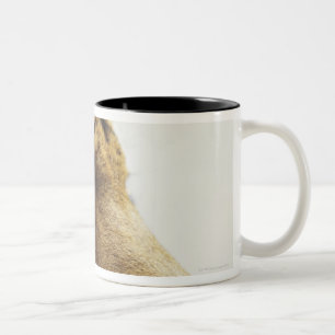 Tiger. Asahiyama Zoo, Hokkaido, Japan Two-Tone Coffee Mug