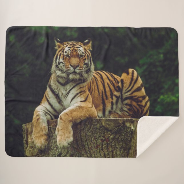 TIGER at REST Sherpa Blanket (Front (Horizontal))