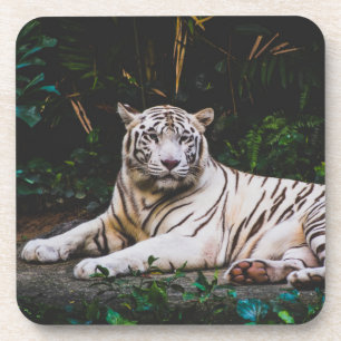 Tiger Beverage Coaster