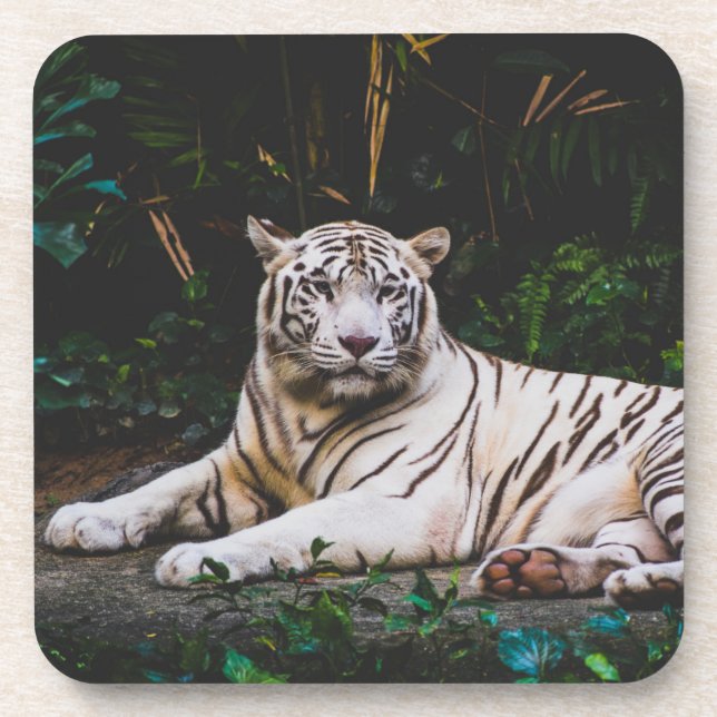 Tiger Beverage Coaster (Front)