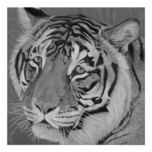 tiger big cat realist portrait painting monochrome poster
